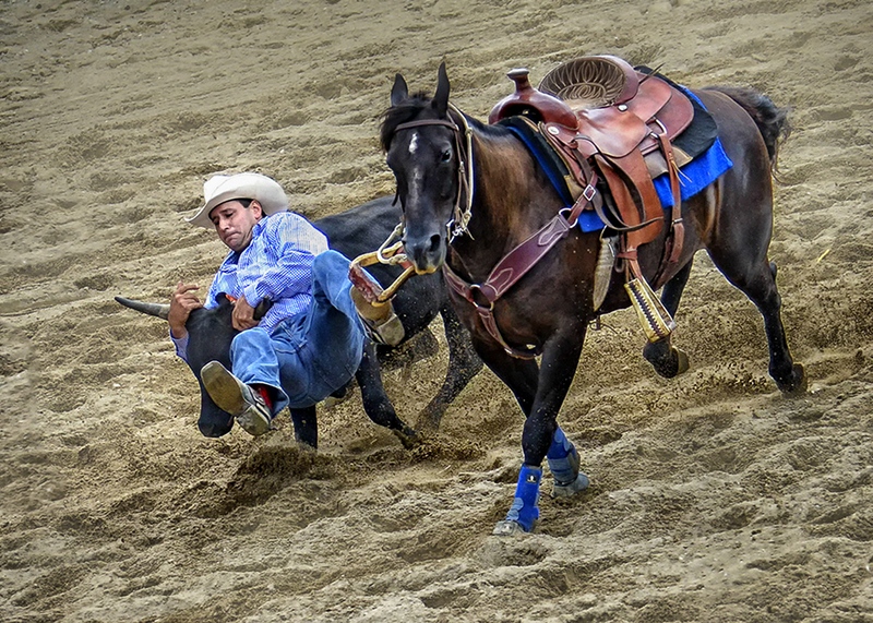 470 - STEER WRESTLING - LO THEODORE - canada.jpg